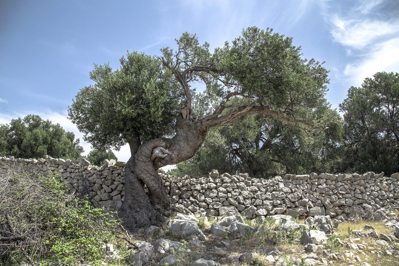 Lun olives